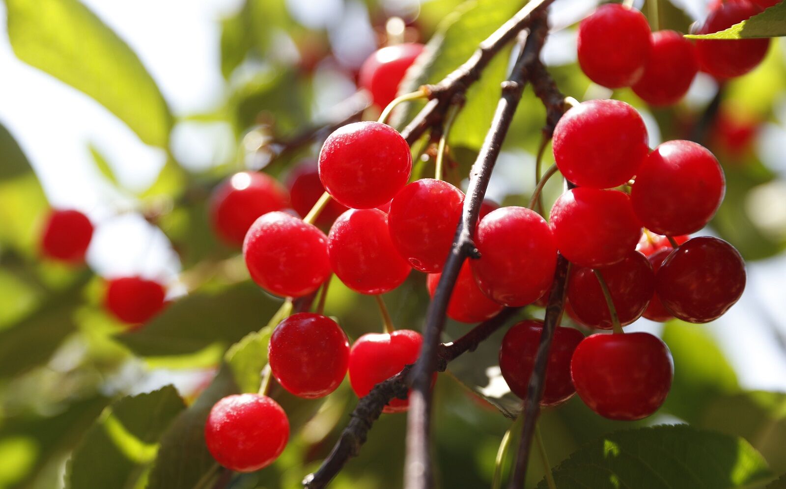 Bittner-Singer Farms tart cherries